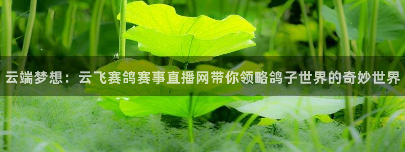 24直播体育直播：云端梦想：云飞赛鸽赛事直播网带你领略鸽子世界的奇妙世界